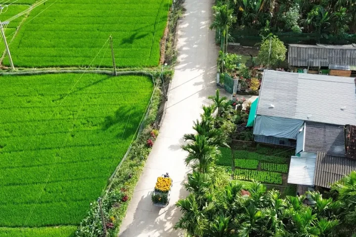 Con đường nhỏ giữa ruộng lúa xanh nhìn từ trên cao