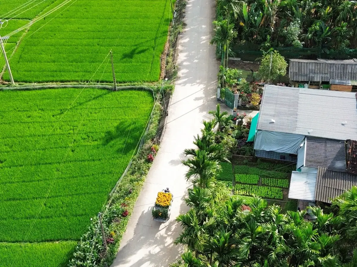 Con đường nhỏ giữa ruộng lúa xanh nhìn từ trên cao