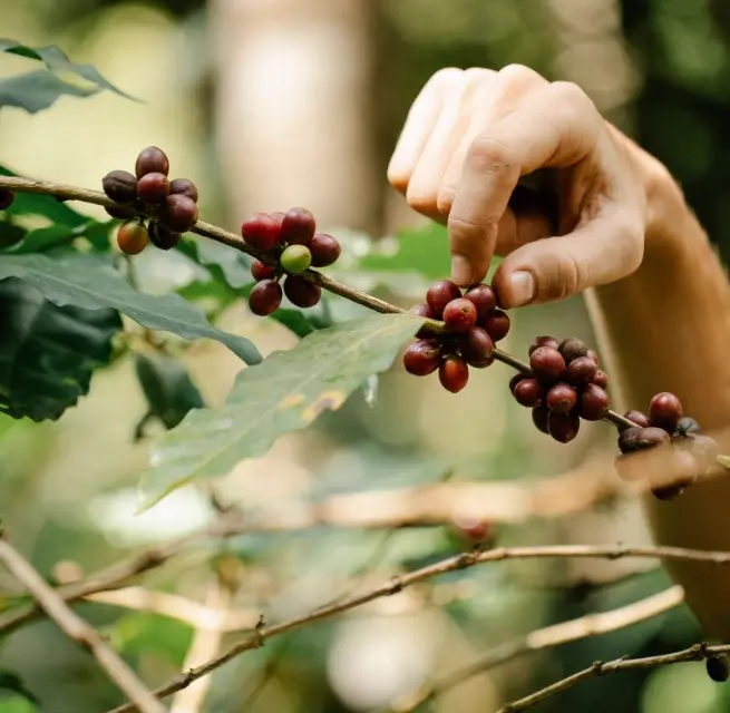 Bàn tay hái quả cà phê chín trên cành