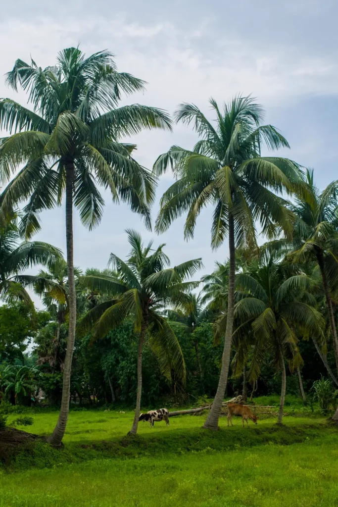 Đồng quê có hàng dừa và đàn bò gặm cỏ