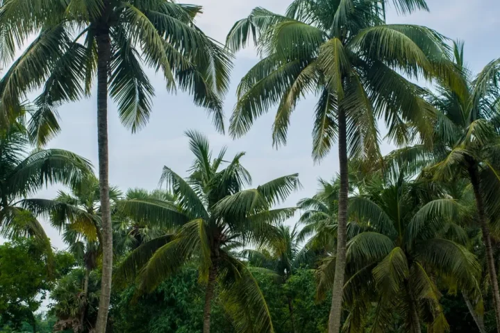 Đồng quê có hàng dừa và đàn bò gặm cỏ