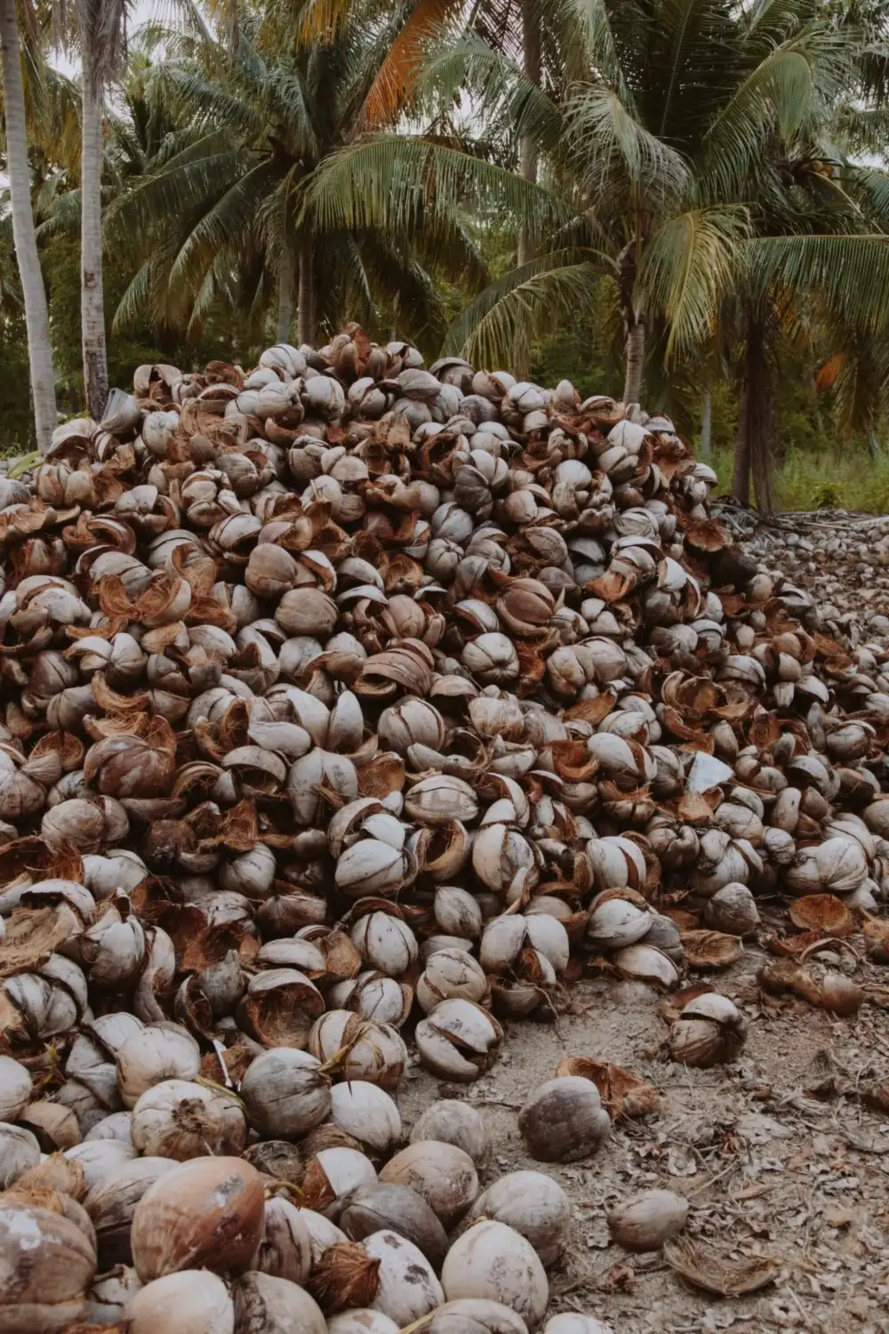 Vỏ dừa chất đống chờ ủ thành phân