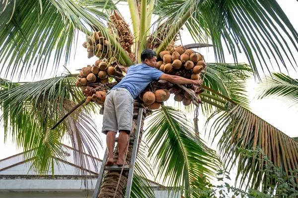 Người hái dừa đứng trên thang giữa tán lá
