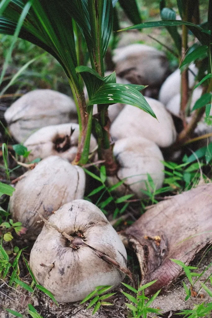 Dừa khô đã lột sạch vỏ xơ