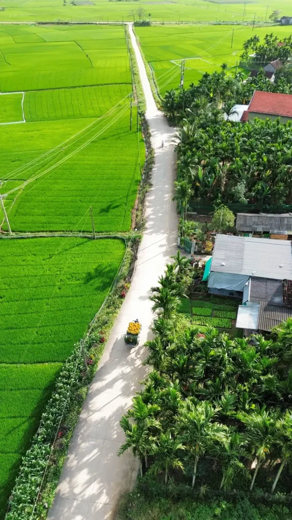 Con đường nhỏ giữa cánh đồng lúa và vườn rau Trà Quế