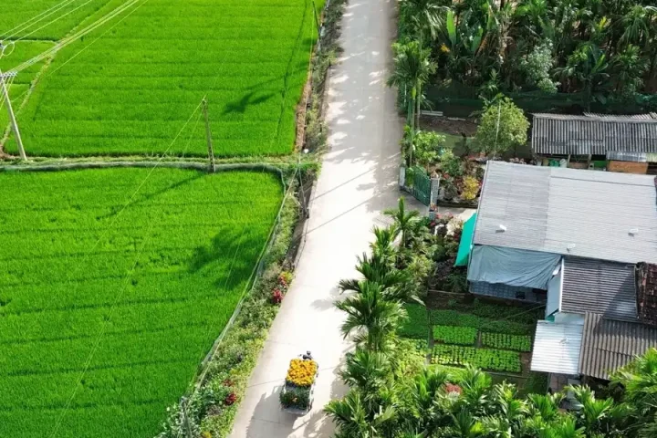 Con đường nhỏ giữa cánh đồng lúa và vườn rau Trà Quế